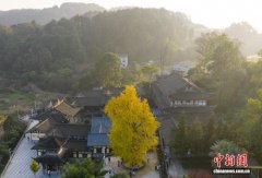 >重庆：千年银杏树换“金装”